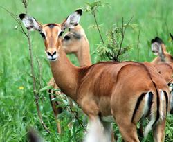 Antelopes in the Mara