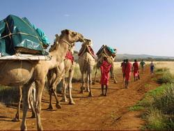 Camel Caravan in Samburu