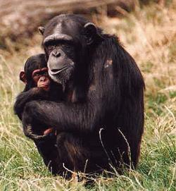 Chimp and young