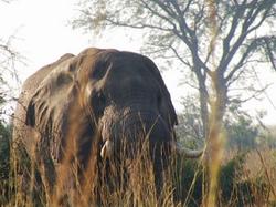 Elephant in the Mara