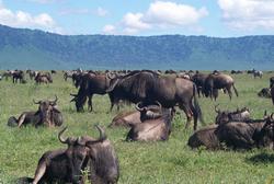 Wildebeest in Mara